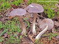 Entoloma porphyrophaeum-amf783-1